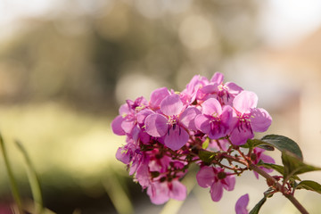 pinke Blume mit Blüten und Bokeh im Sonnenschein