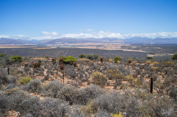 Fototapeta premium South African Landscape with Mountains, Bushes and Plains