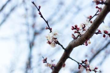 Spring tree pink flowers and green leaves on blue sky background 