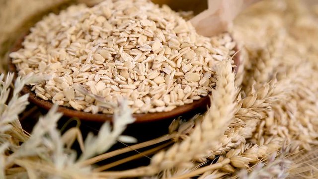 Fresh oats harvested crop farmer. Environmentally friendly product