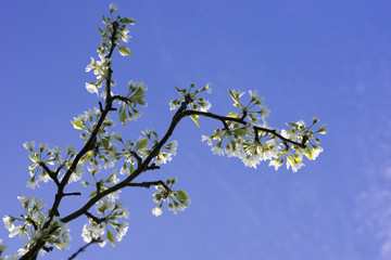branche de nashi
