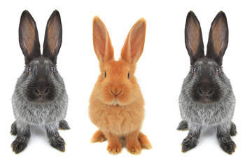 Fototapeta na wymiar rabbits