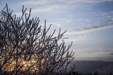 Fototapeta premium winter