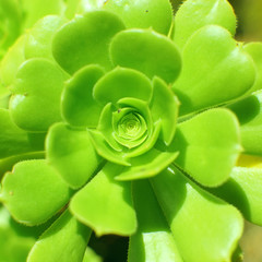 Primo piano di una pianta succulenta verde