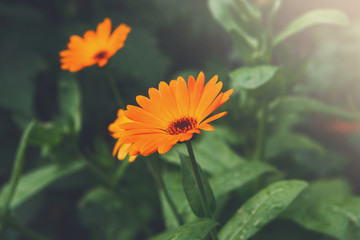 Beautiful orange calendula flower background