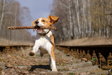 Beagle jumping with a stick in his teeth