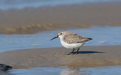 dunlin