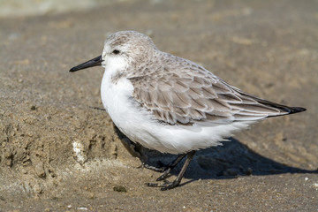 sanderling