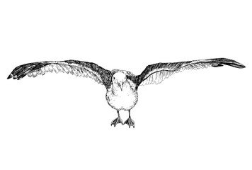 Seagull fly