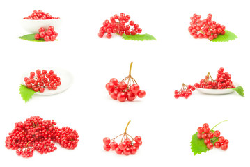 Set of ripe red viburnum isolated on a white background with clipping path