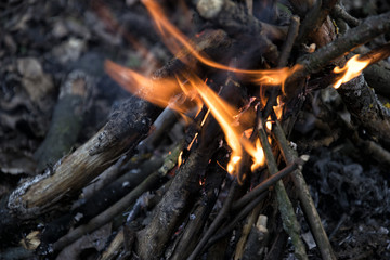 bonfire in the forest. Fire. Wood
