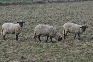 Obraz premium Schafe