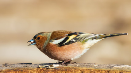 Common chaffinch (male) feeding on birdseed