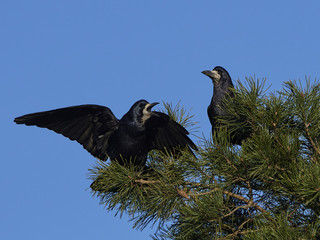 Rook (Corvus frugilegus) © dennisjacobsen