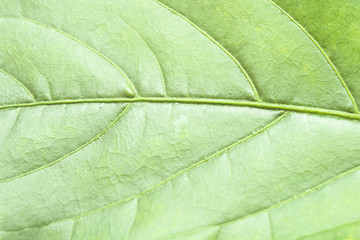 Green Leaves background