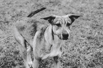 Homeless dogs on the lawn