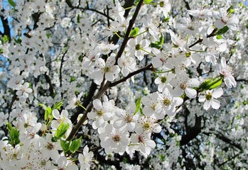 Wei&szlig;e Zierkirsche