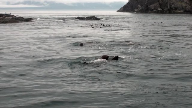 Fur seal dive in water of Pacific Ocean on background coast in Alaska. Amazing landscapes. Beautiful rest and tourism in a cool climate. Unique picture of nature in America.