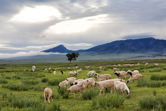 Mongolia, flock of sheep grazing in the early morning