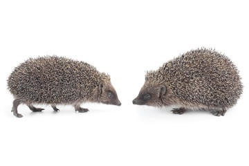 hedgehogs