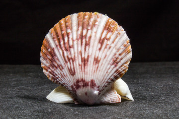 clam mollusk shells on black background