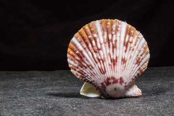 clam mollusk shells on black background