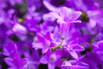 Fototapeta na wymiar Bright purple Campanula flowers, close-up