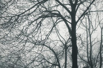 Foggy winter forest with bare trees, monochrome