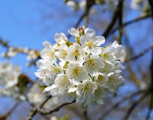 Close-up image of colourful Spring blossom.