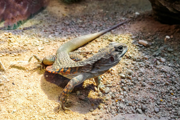 Butterfly lizards or Small-scaled lizards or Ground lizards