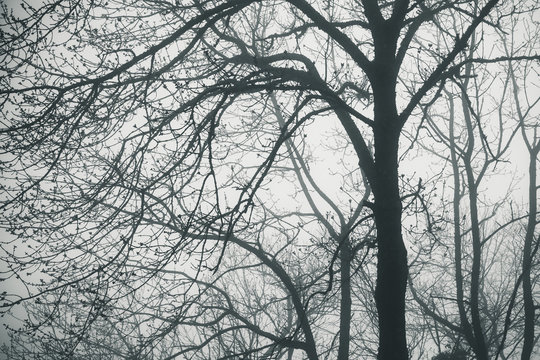 Fototapeta Foggy winter forest with bare trees, monochrome