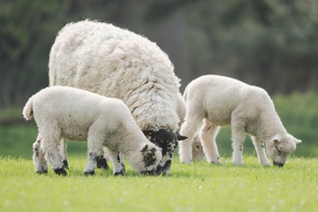 Sheep, Lamb, Ram, Ovis aries