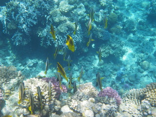 pesci farfalla © paolo