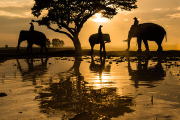 Fototapeta na wymiar Elephants on working in early morning in rural of Thailand