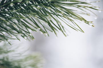 Fototapeta premium Pine tree with a macro dew on it