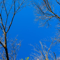 Branches of trees without leaves on blue background. Dry season tree without leaves.
