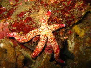 Seestern © wernerrieger