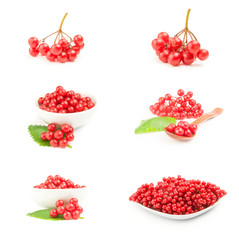 Set of pimbina berries isolated on a white background with clipping path