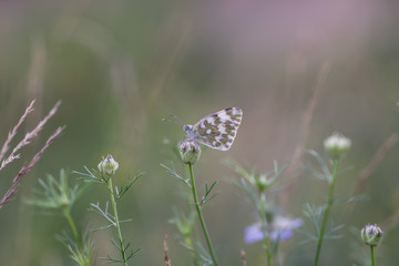 butterfly on flower