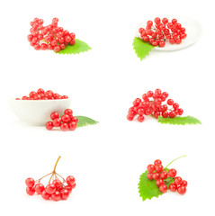 Group of branch ripe viburnum isolated on a white background with clipping path