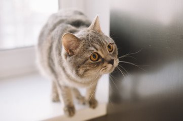 Adorable scottish breed indoor cat portrait