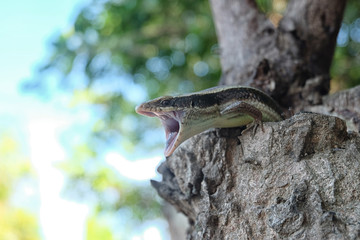 The scientific name is skink Scincidae reptile vertebrate. Close up of a Skink open mouth and threaten on the Trunk of a Tree with bokeh tree. (Eutropis multifasciata)
