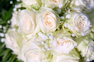 Beautiful white rose background