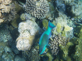 pesce pappagallo © paolo