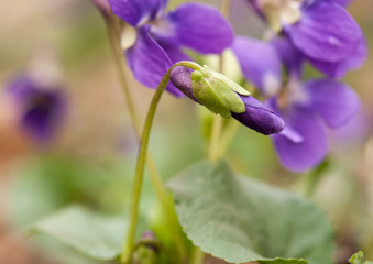Violet flowers blooming in spring