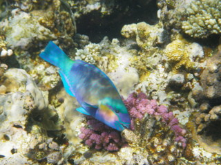 pesce pappagallo © paolo