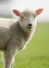 Naklejka na ściany i meble Sheep, Lamb, Ram, Ovis aries