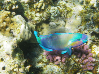 pesce pappagallo © paolo