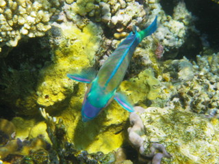 pesce pappagallo © paolo