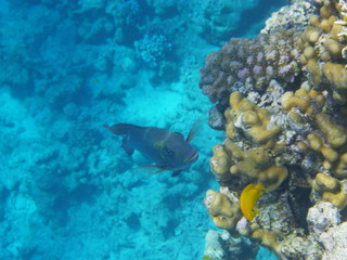 barriera corallina e pesci © paolo